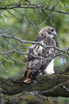 Red tailed Hawk 3767